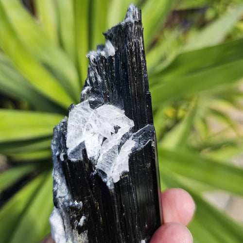 Aegirine Specimen | Cavern Of Clarity