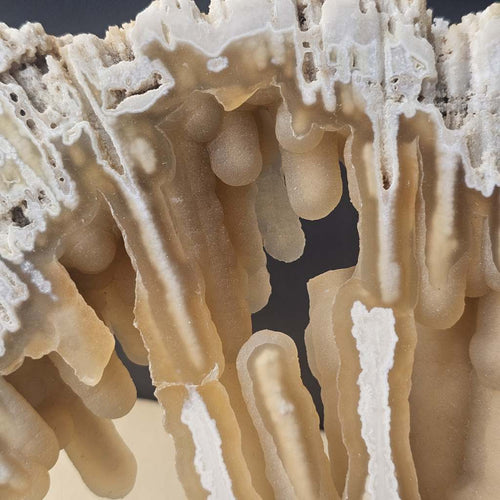 Agatised Coral Specimen | Ocean Script