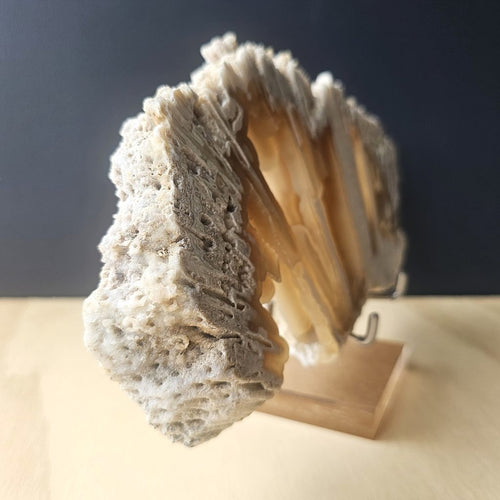 Agatised Coral Specimen | Ocean Script