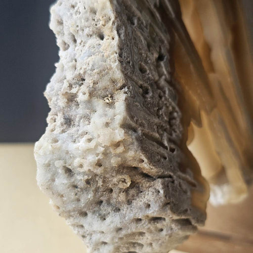 Agatised Coral Specimen | Ocean Script