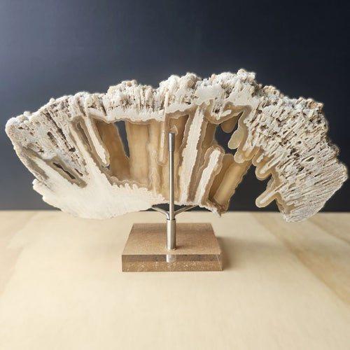 Agatised Coral Specimen | Ocean Script