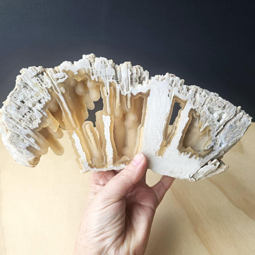 Agatised Coral Specimen | Ocean Script