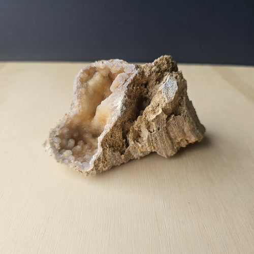 Agatised Coral Specimen | Tampa Drift 252gm