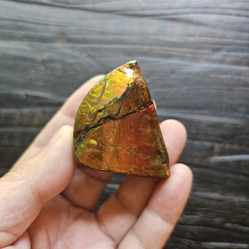 Ammolite | Radiant Light 69gms