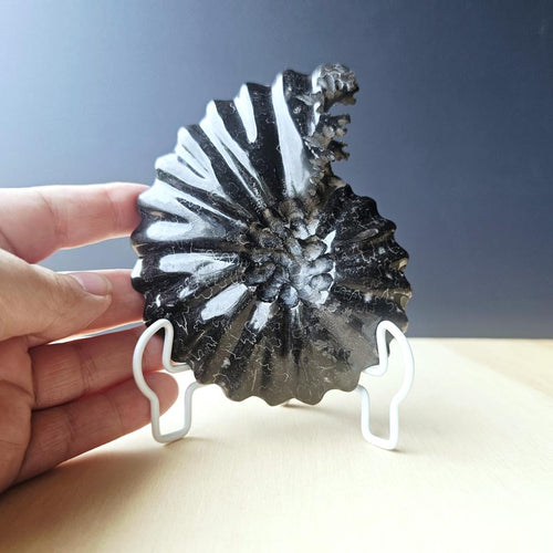 Black Ammonite Fossil | Ancient Prosperity