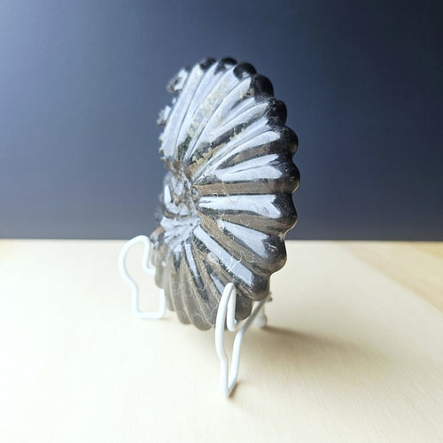 Black Ammonite Fossil | Ancient Prosperity