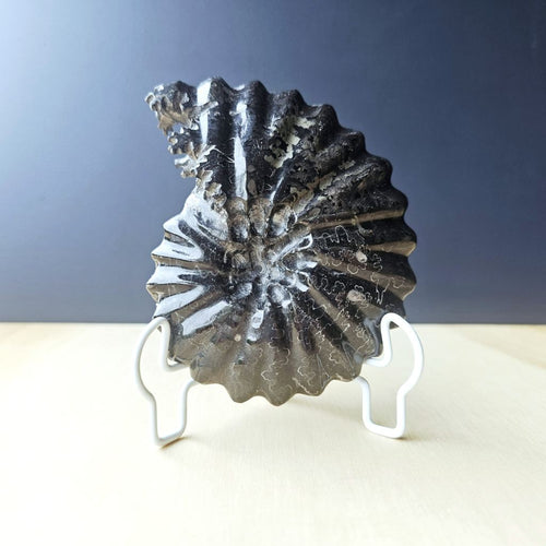 Black Ammonite Fossil | Ancient Prosperity