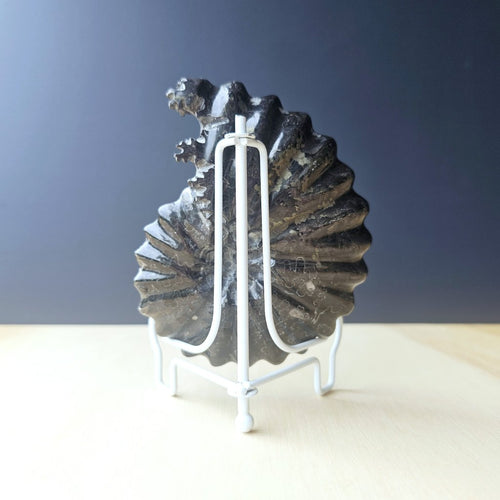 Black Ammonite Fossil | Ancient Prosperity