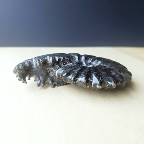 Black Ammonite Fossil | Ancient Prosperity
