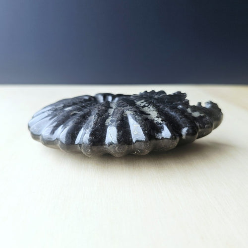 Black Ammonite Fossil | Ancient Prosperity