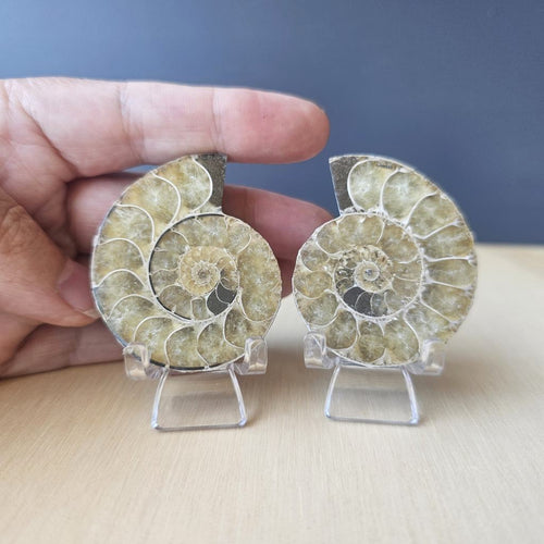 Ammonite Fossil Sliced Pairs | Paired Through Time
