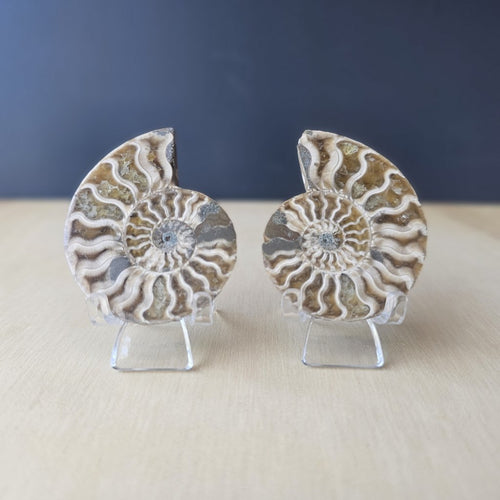 Ammonite Fossil Sliced Pairs | Paired Through Time
