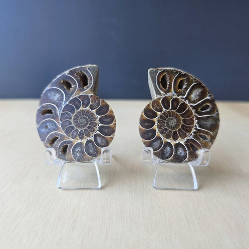 Ammonite Fossil Sliced Pairs | Paired Through Time