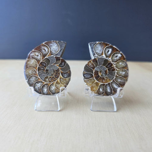 Ammonite Fossil Sliced Pairs | Paired Through Time