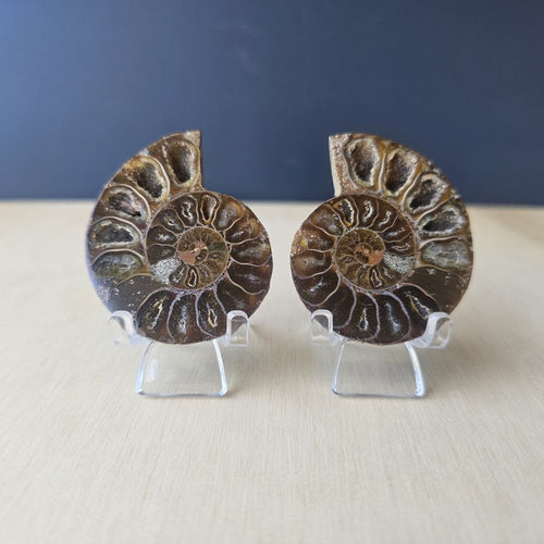 Ammonite Fossil Sliced Pairs | Paired Through Time