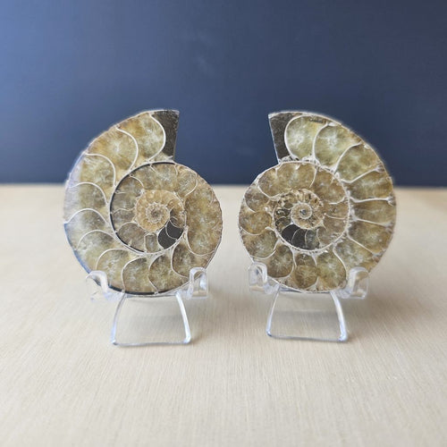 Ammonite Fossil Sliced Pairs | Paired Through Time
