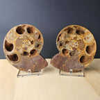 Ammonite Fossil pair | Ancient Eternal Spiral