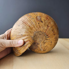 Ammonite Fossil pair | Ancient Eternal Spiral