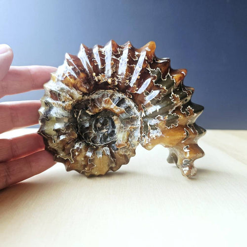 Ammonite Nautilus Fossil | Ancient Ocean Spiral