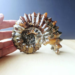 Ammonite Nautilus Fossil | Ancient Ocean Spiral