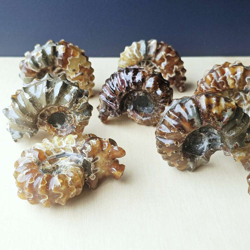 Ammonite Nautilus Fossil | Large