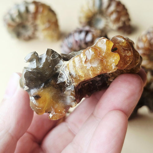Ammonite Nautilus Fossil | Large