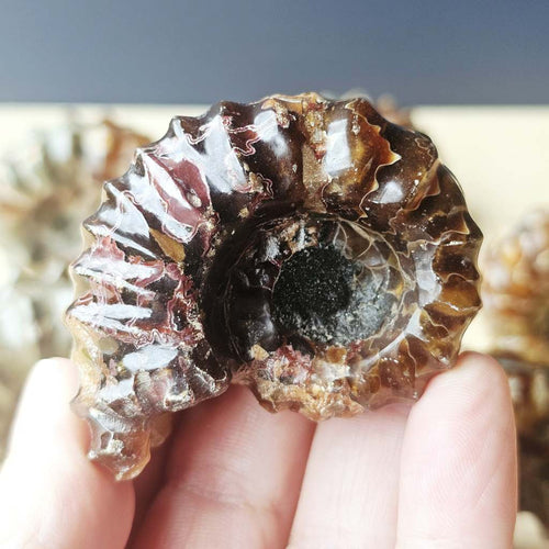 Ammonite Nautilus Fossil | Large