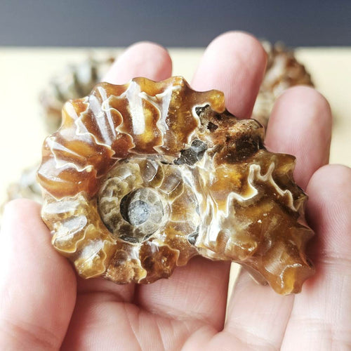 Ammonite Nautilus Fossil | Large
