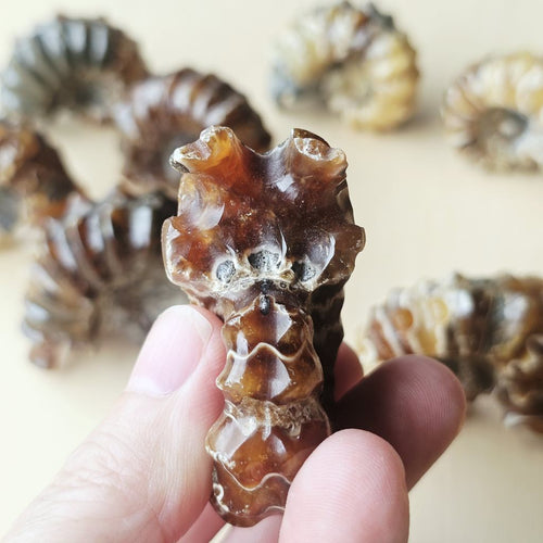 Ammonite Nautilus Fossil | Medium