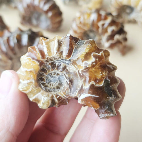 Ammonite Nautilus Fossil | Medium