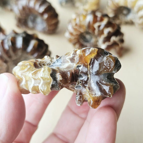 Ammonite Nautilus Fossil | Medium