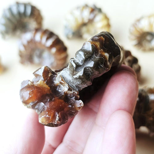 Ammonite Nautilus Fossil | Medium