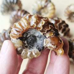 Ammonite Nautilus Fossil | Medium