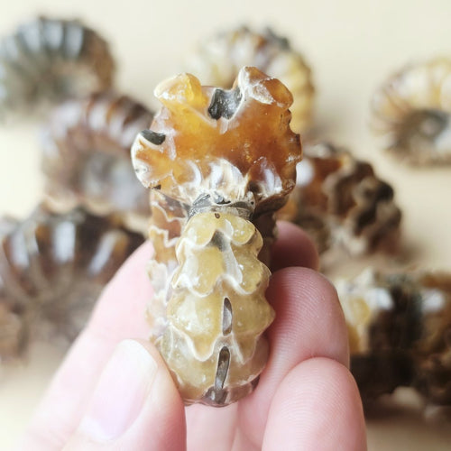 Ammonite Nautilus Fossil | Medium