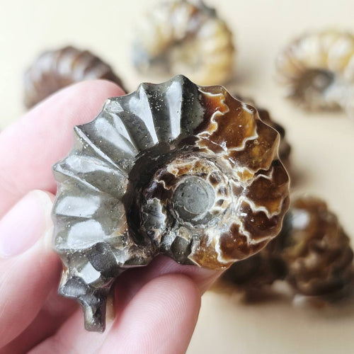 Ammonite Nautilus Fossil | Medium