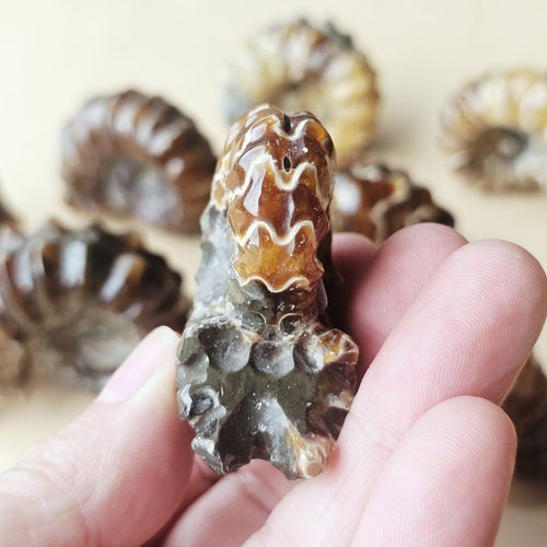 Ammonite Nautilus Fossil | Medium