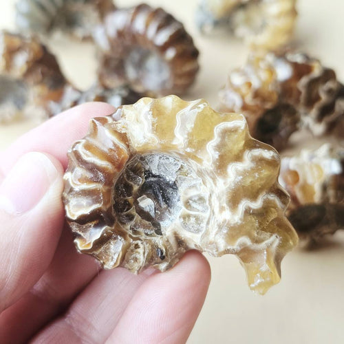 Ammonite Nautilus Fossil | Medium