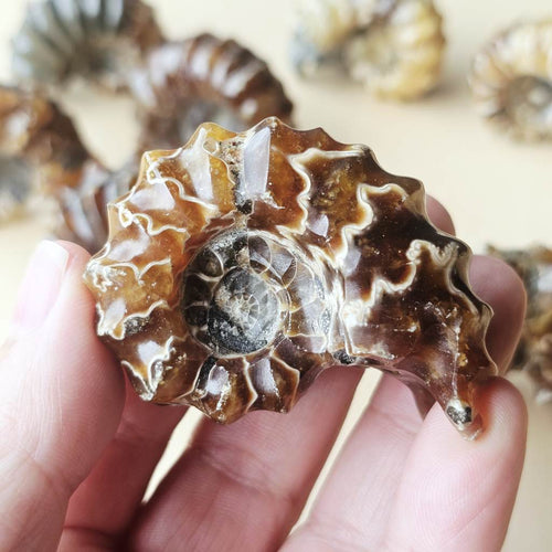 Ammonite Nautilus Fossil | Medium