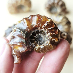 Ammonite Nautilus Fossil | Small