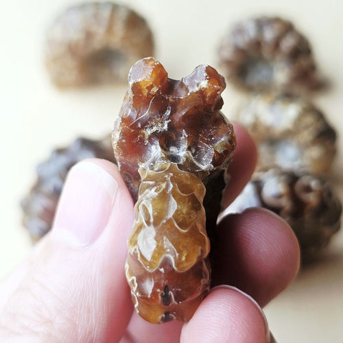 Ammonite Nautilus Fossil | Small