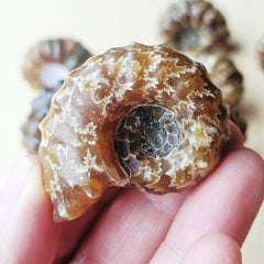 Ammonite Nautilus Fossil | Small