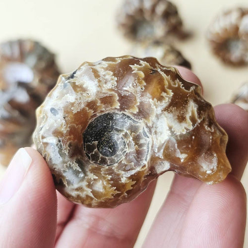 Ammonite Nautilus Fossil | Small