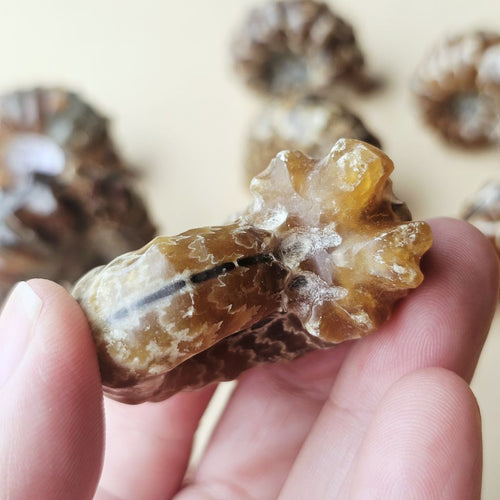 Ammonite Nautilus Fossil | Small