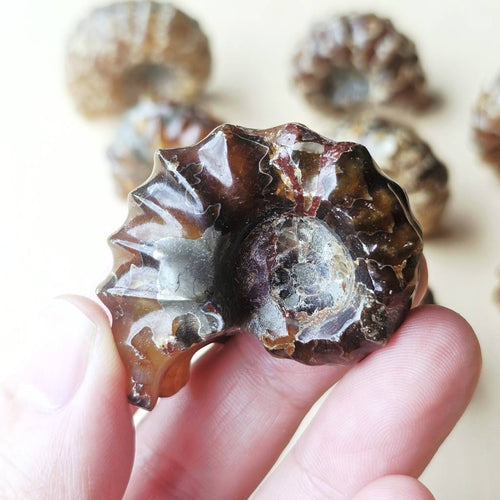 Ammonite Nautilus Fossil | Small