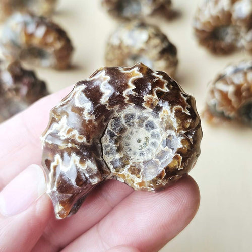 Ammonite Nautilus Fossil | Small