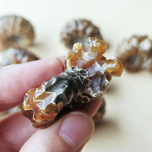 Ammonite Nautilus Fossil | Small