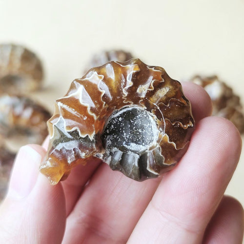 Ammonite Nautilus Fossil | Small