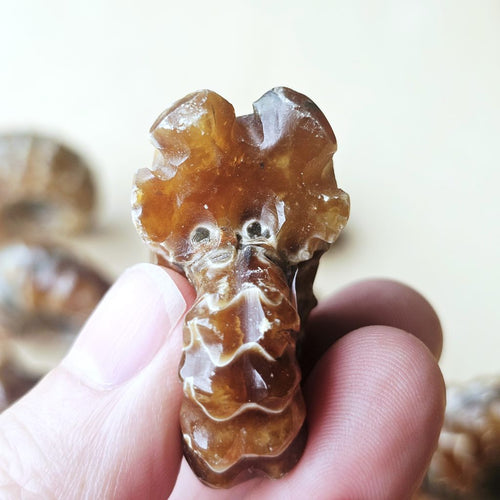 Ammonite Nautilus Fossil | Small