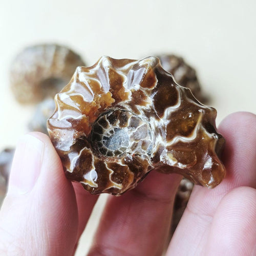 Ammonite Nautilus Fossil | Small