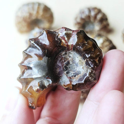 Ammonite Nautilus Fossil | Small
